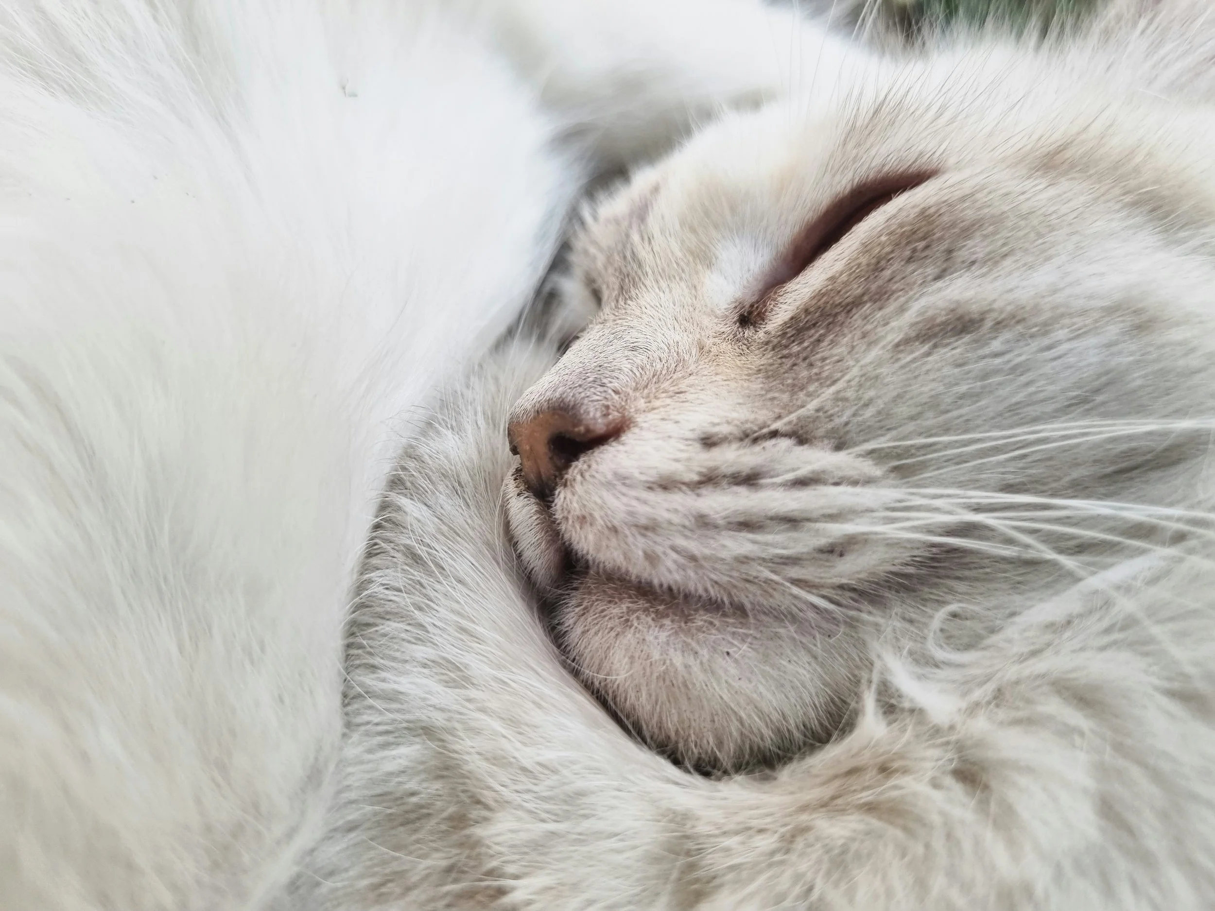 Jupiter Stations Direct in Cancer 15º - You Were Never Meant to Starve Yourself Into Being Loved.