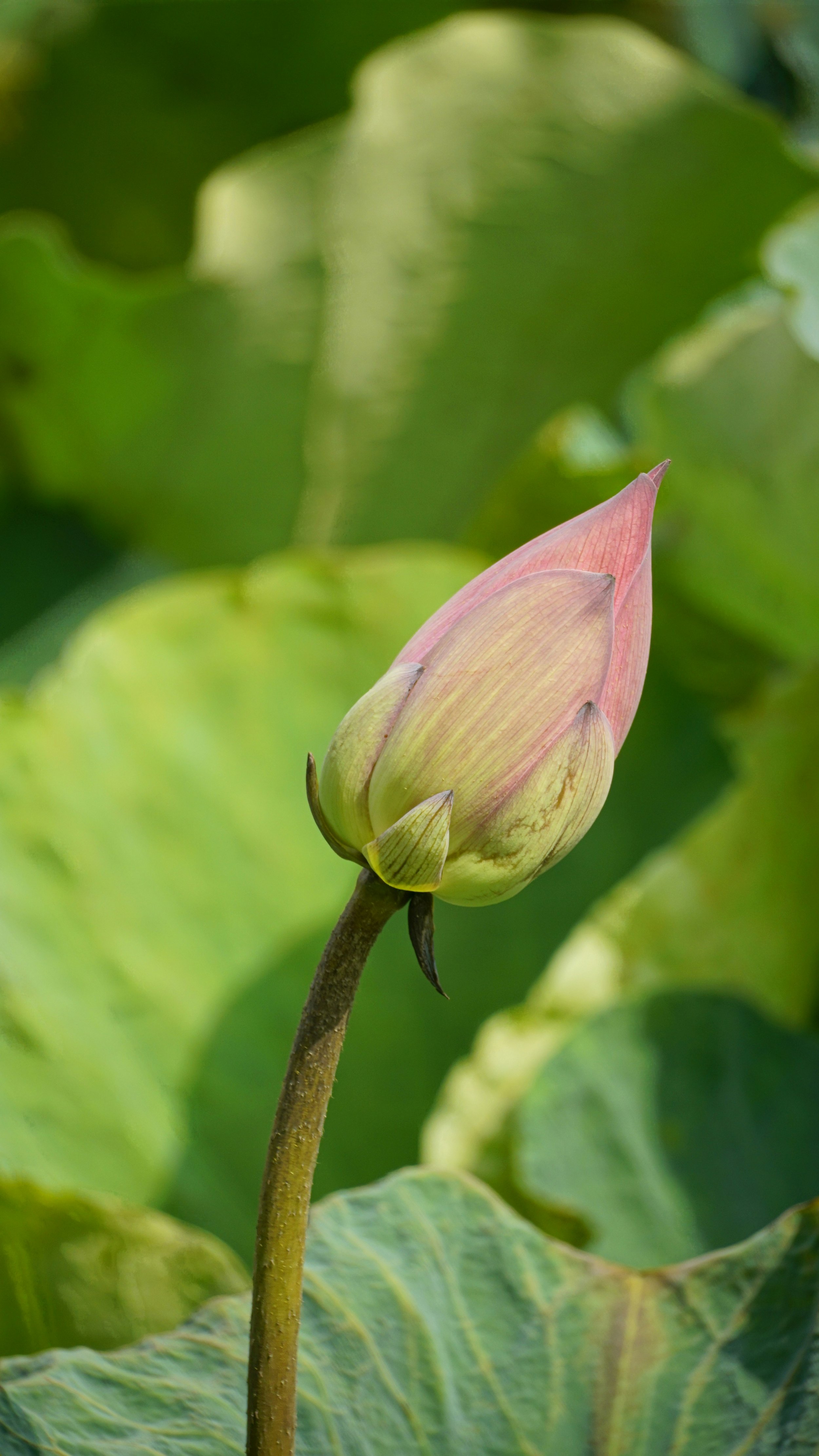 Equinox. The Year Begins Today - Sun into Aries, Mercury direct in Pisces.