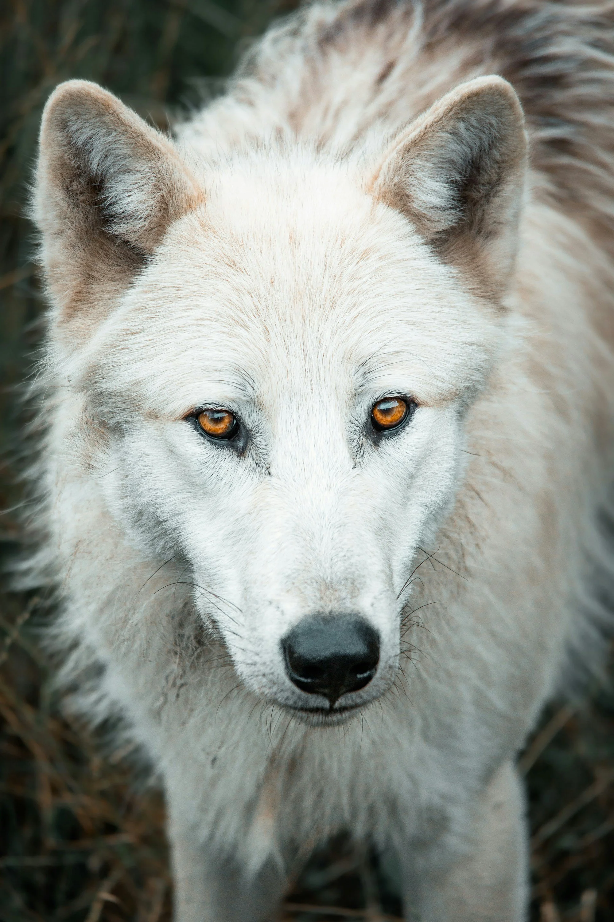 Capricorn Full Moon - Soul Retrieval.
