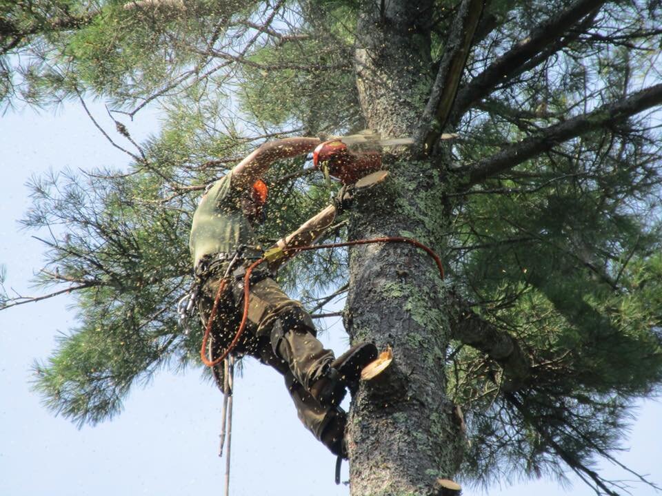 Tall Timbers Tree Service Employee Cutting In Action.jpg