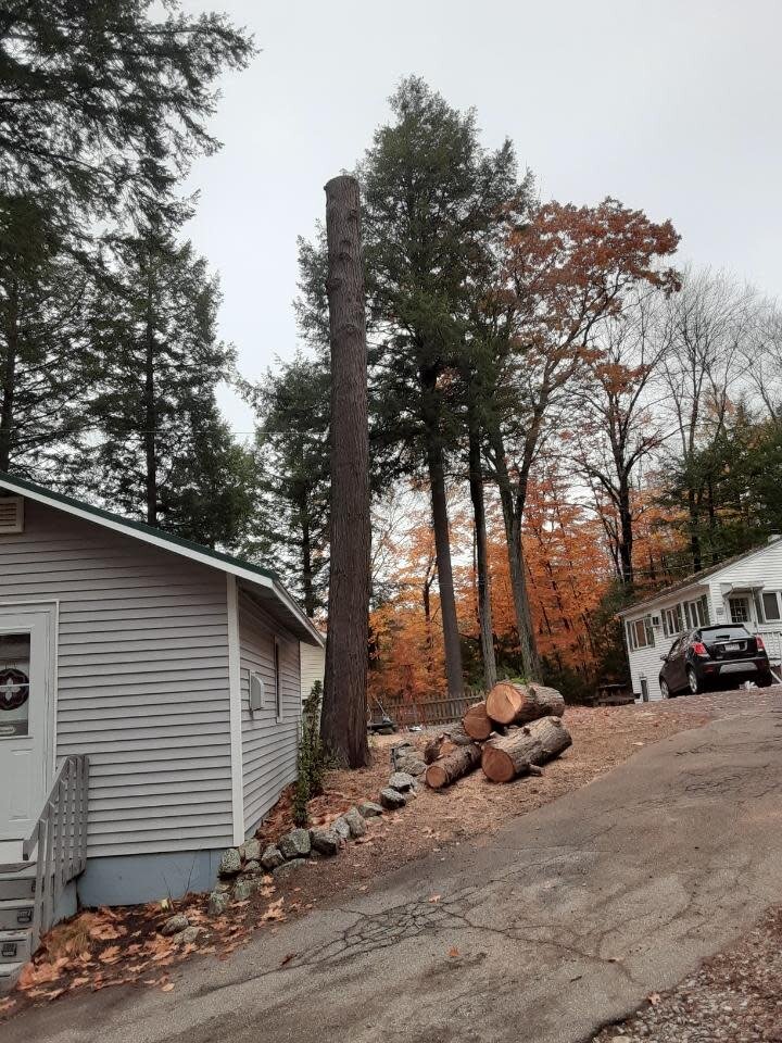 Tall Timbers Tree Service Work.jpg