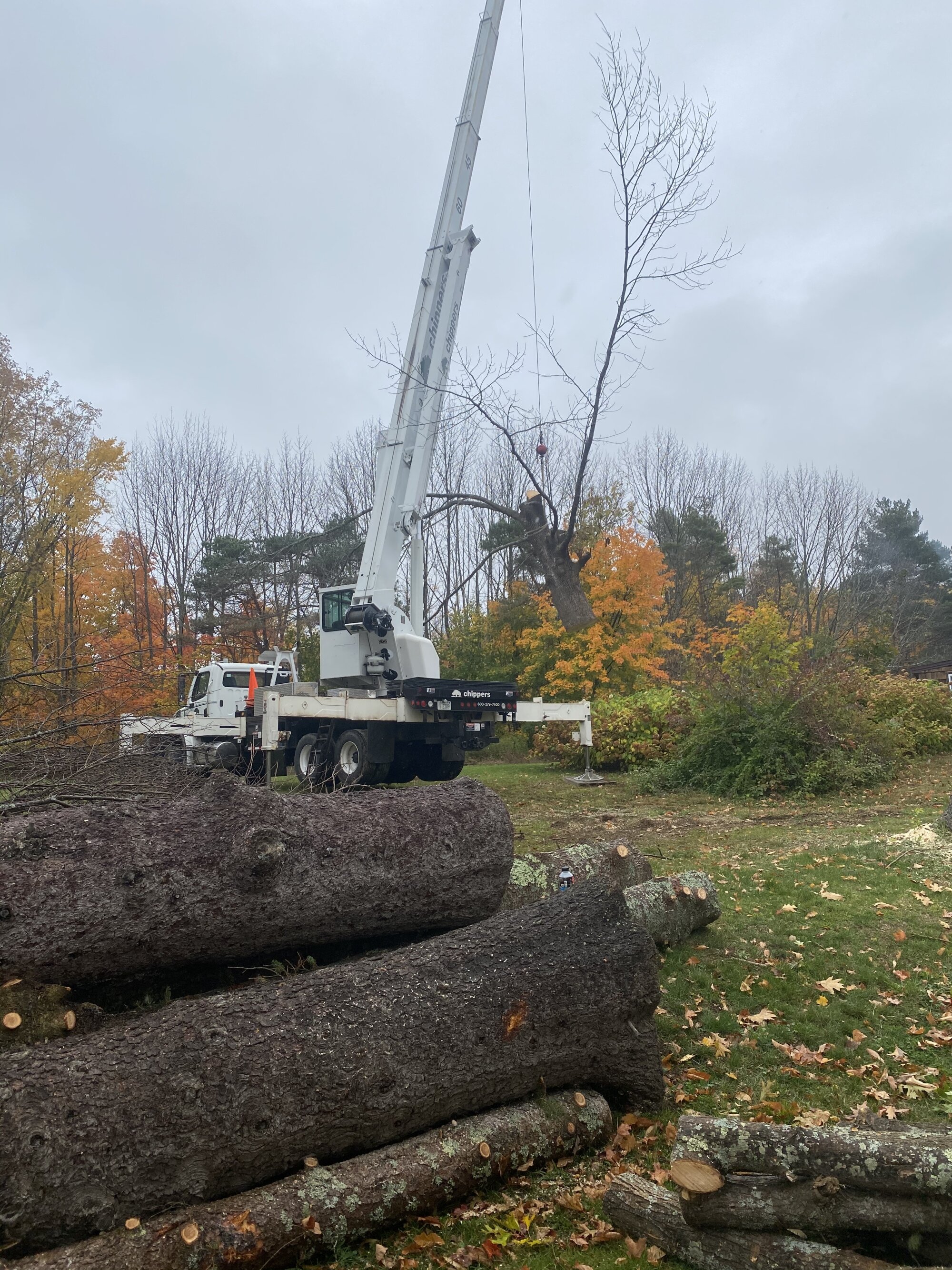 Tall Timbers Tree Service Truck.jpg