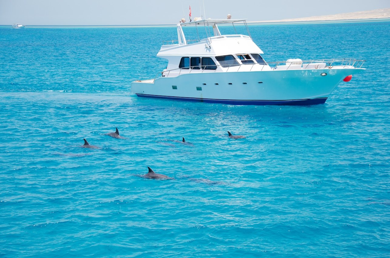 How to Protect Marine Wildlife While Boating