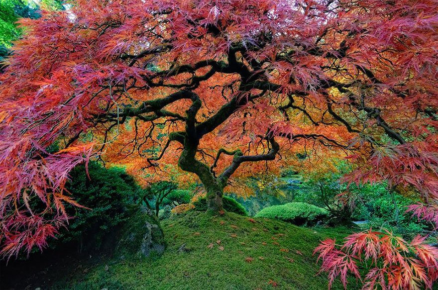 Tree Time By Olivia Harrison