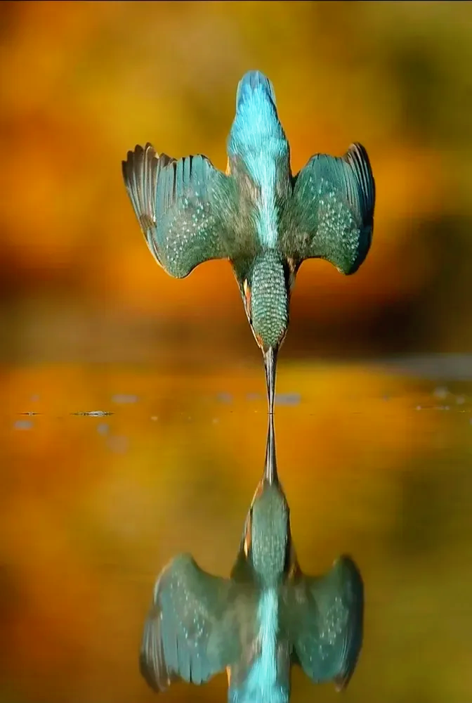 Kingfisher, Photographer Alan McFadyen 