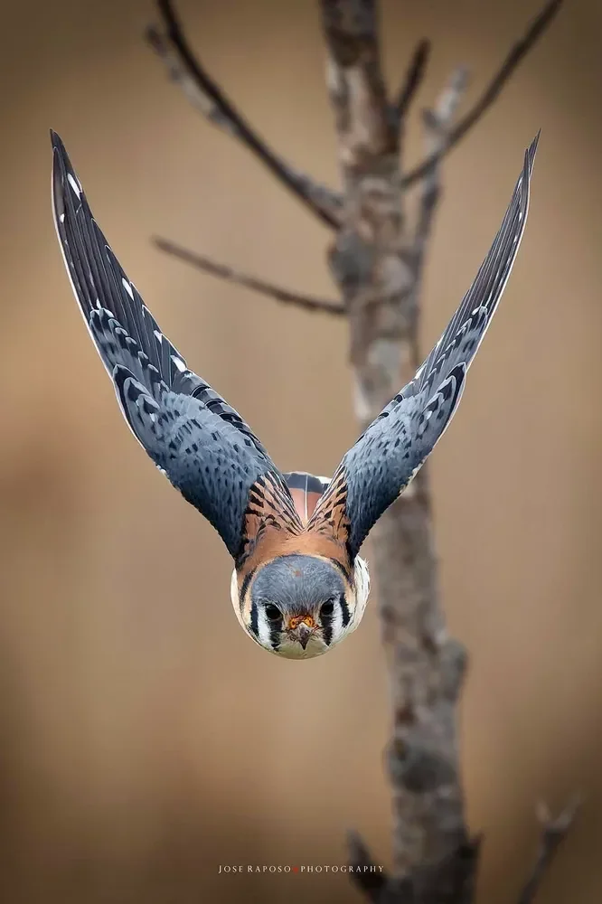 American Kestrel Deep Dive by Carmen Harris