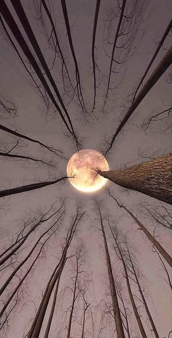 "The Moon" By Liziel Lubguban