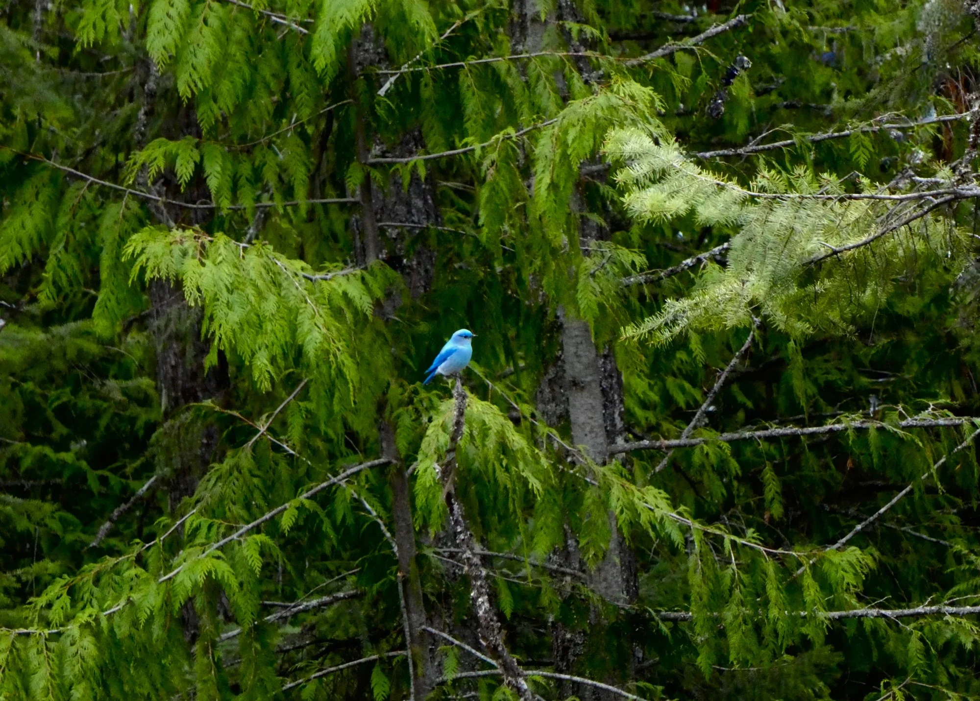 Blue bird photo by Kelly Rebar