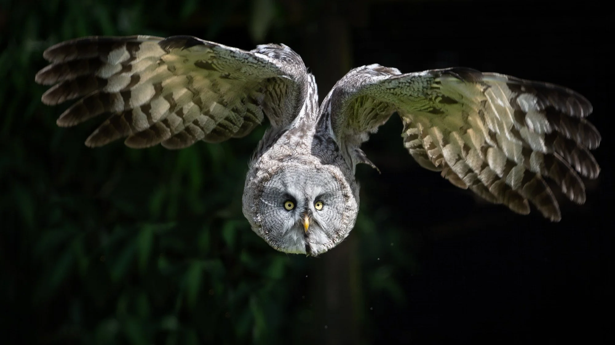 Great Grey Owl by David Lea Kenney