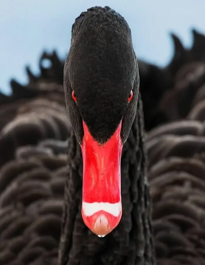 Black Swan by Jón Óskar Hauksson