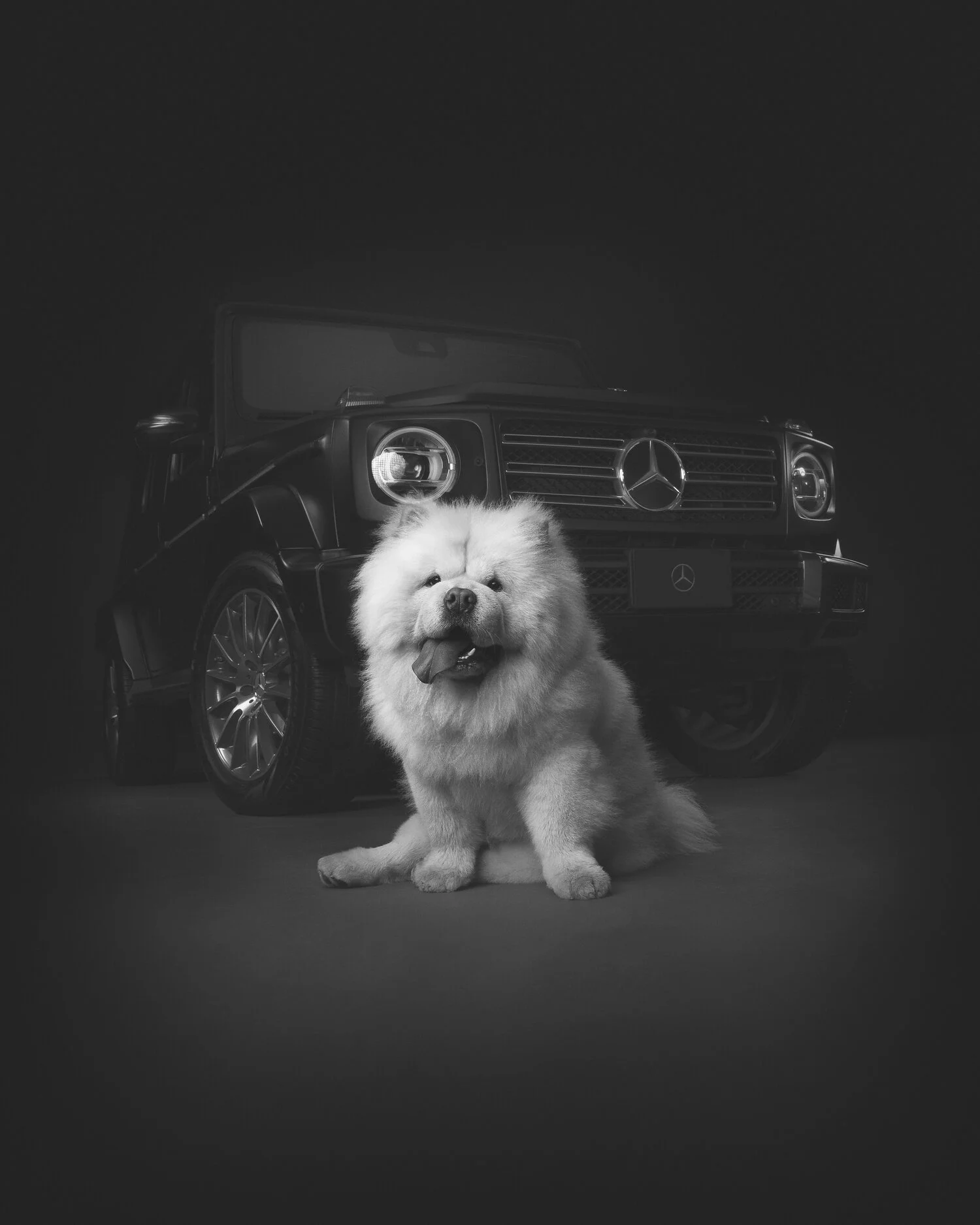 MBC_Influencer_dogs_infront_Tofu_Chow_06556.jpg