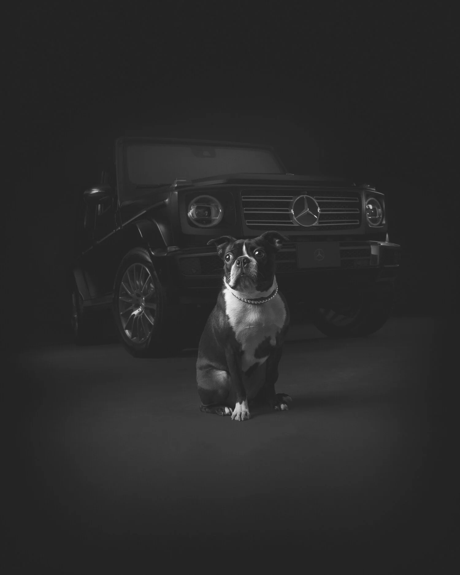 MBC_Employee_Frankie_Boston_Terrier_200903.jpg