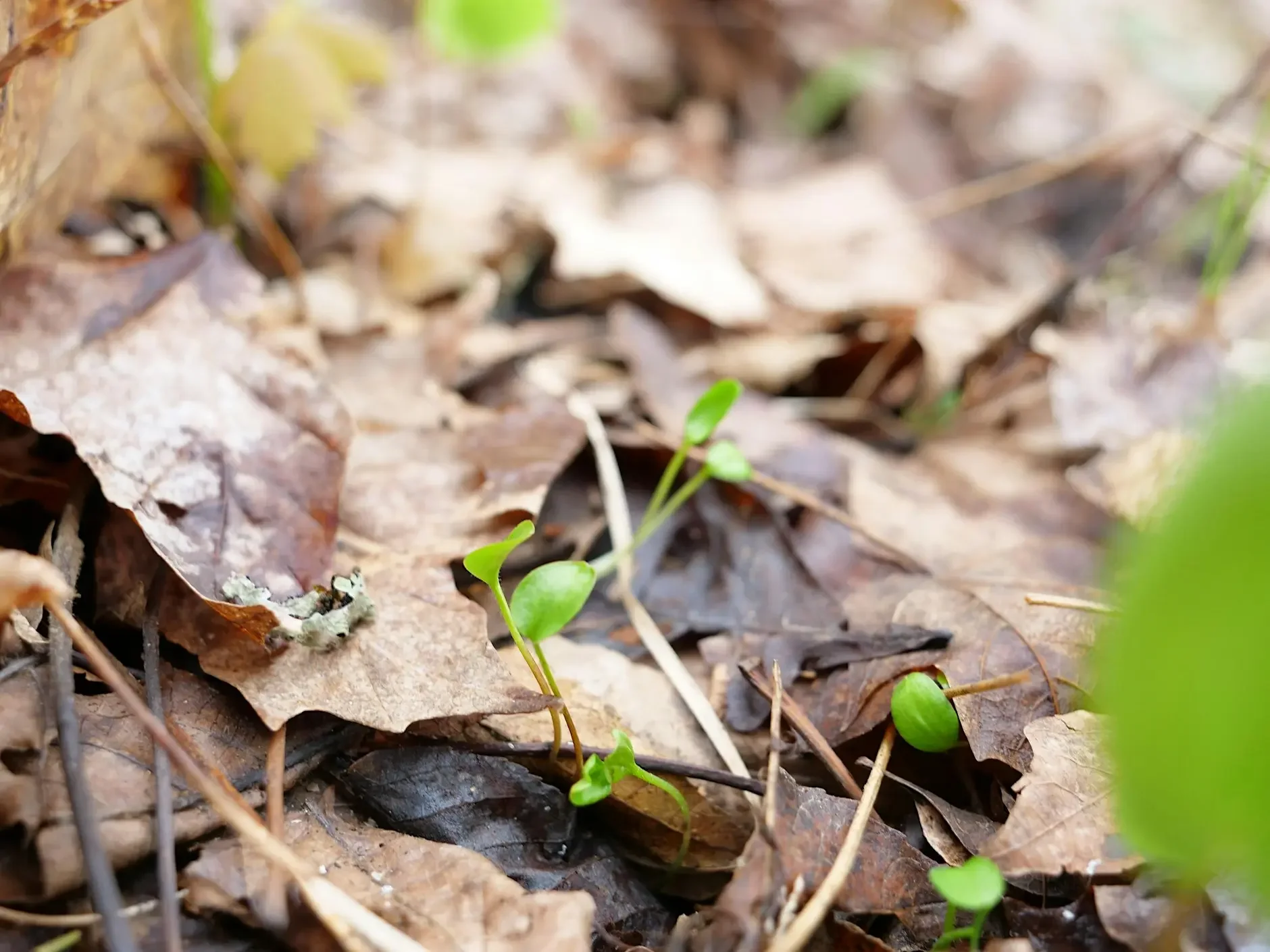 Forest Farming: Ecological and Legal Considerations for Connecticut (1 of 5)