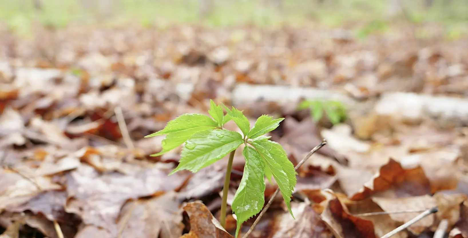 Forest Farming: Ecological and Legal Considerations for Connecticut (3 of 5)