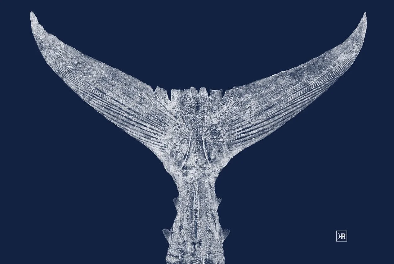 Atlantic Bluefin Tuna Framed Print on Blue Background