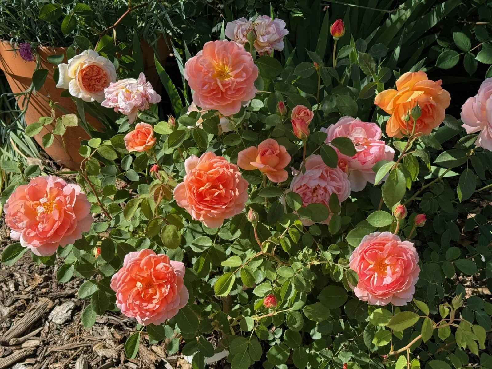 Rose Hydrosol