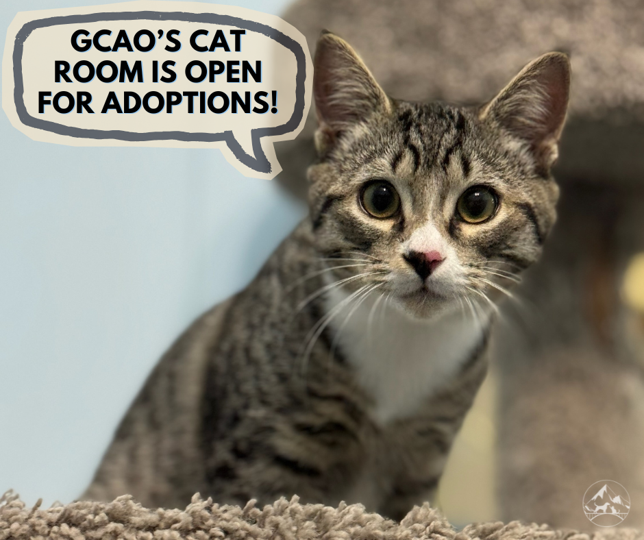 Small Paws, Large Impact