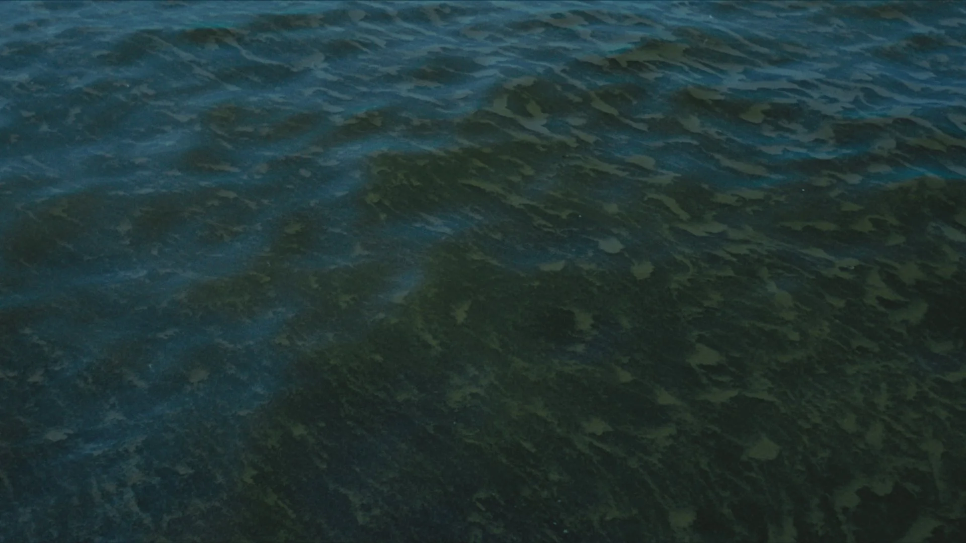 SeaSwine_MovingStills_12.jpg