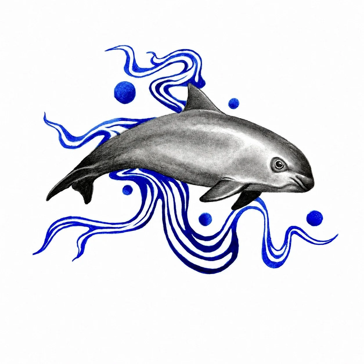Vaquita Pencil Drawing