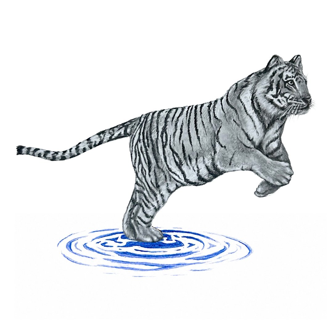 Bengal Tiger Pencil Drawing