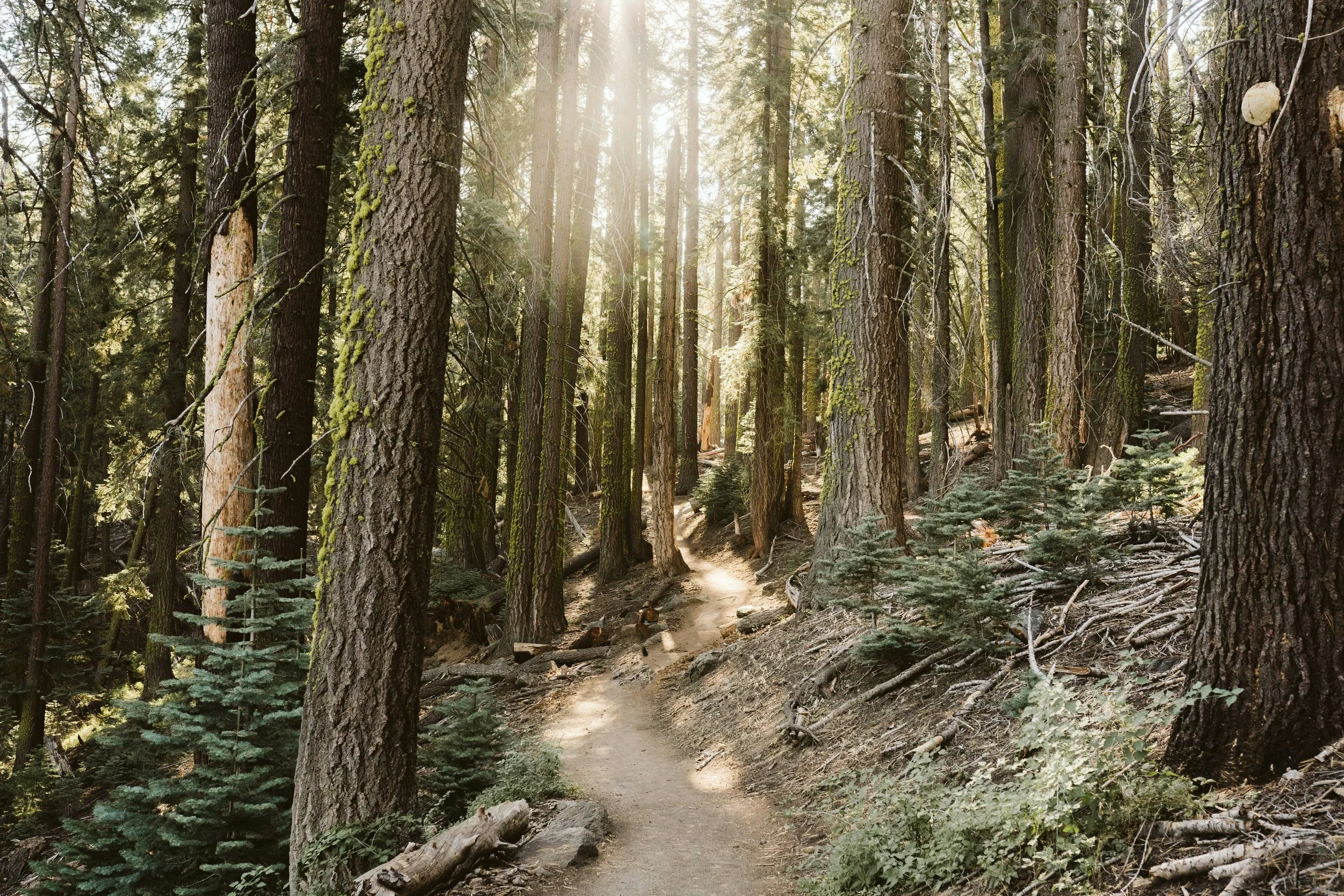 A dirt trail winds through a dense forest of tall pine trees with sunlight filtering through the branches.