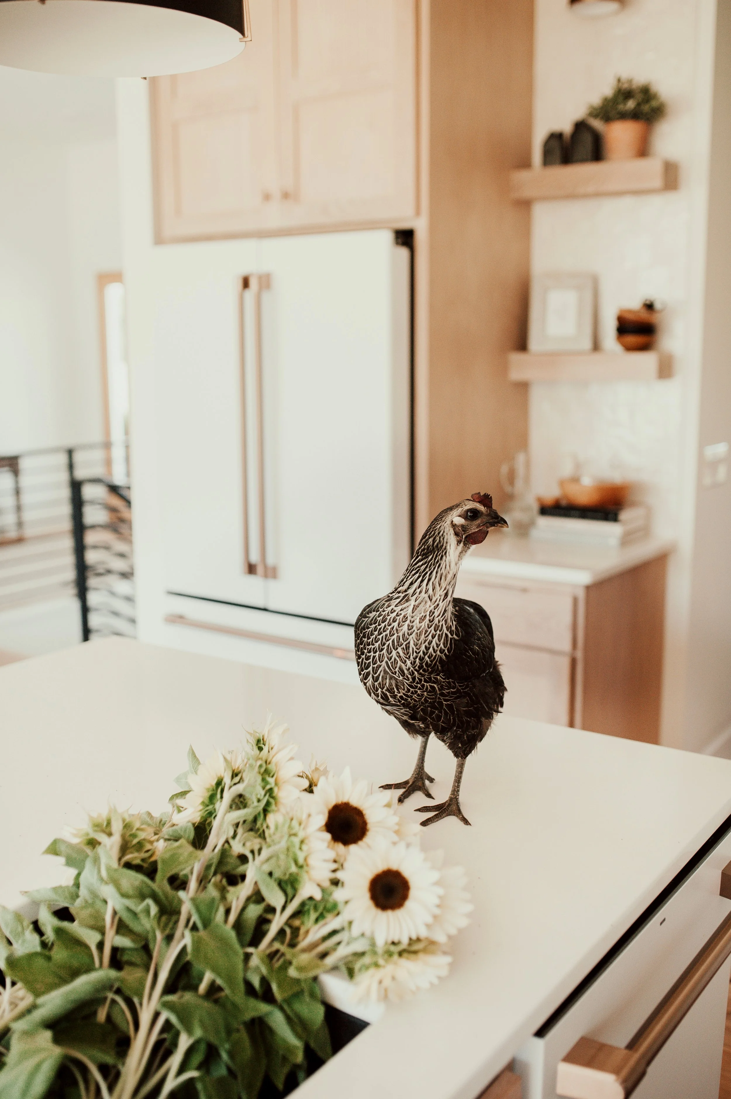 Our most asked Chicken Questions