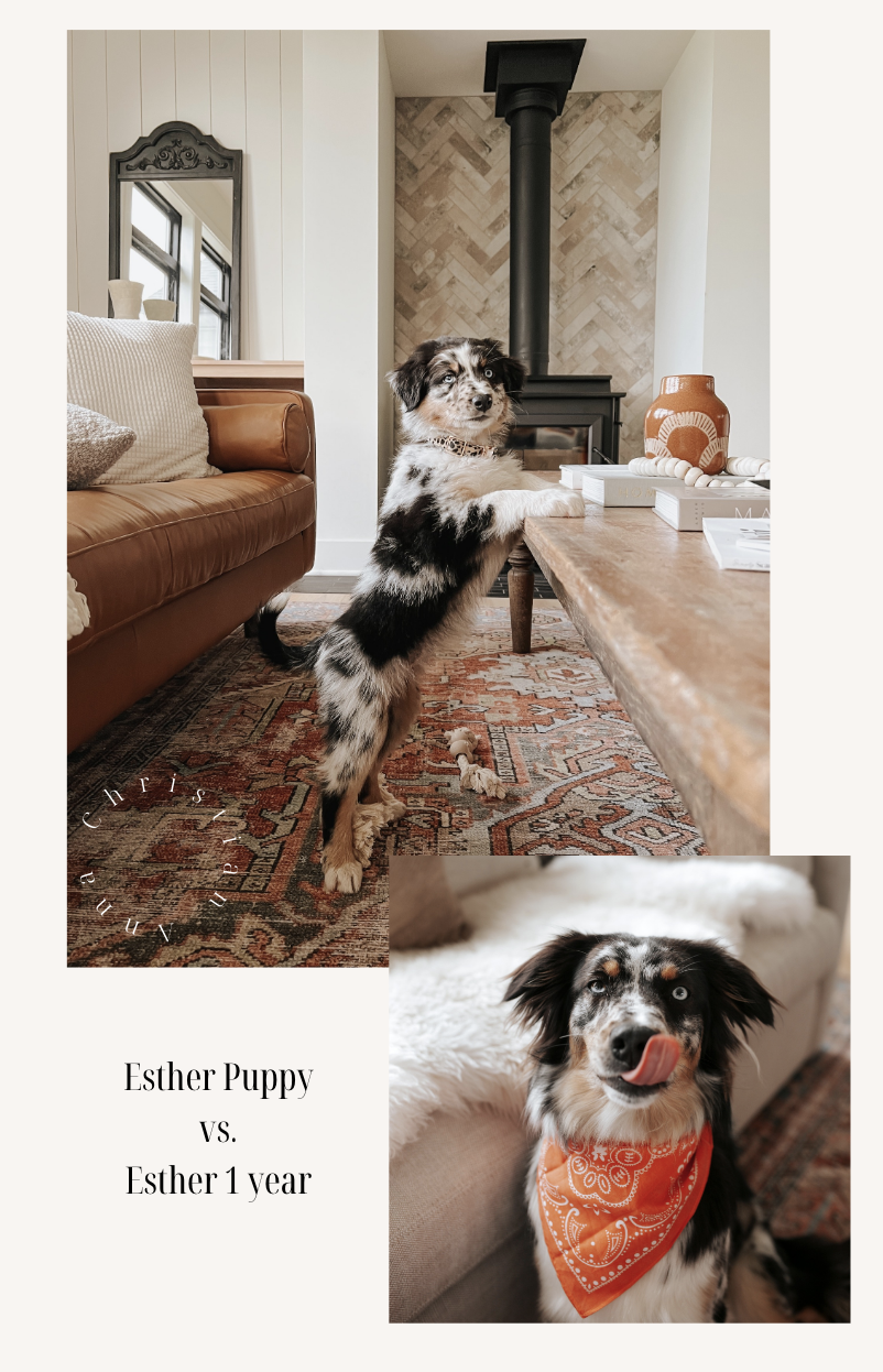 Australian Shepherd, Aussie puppy