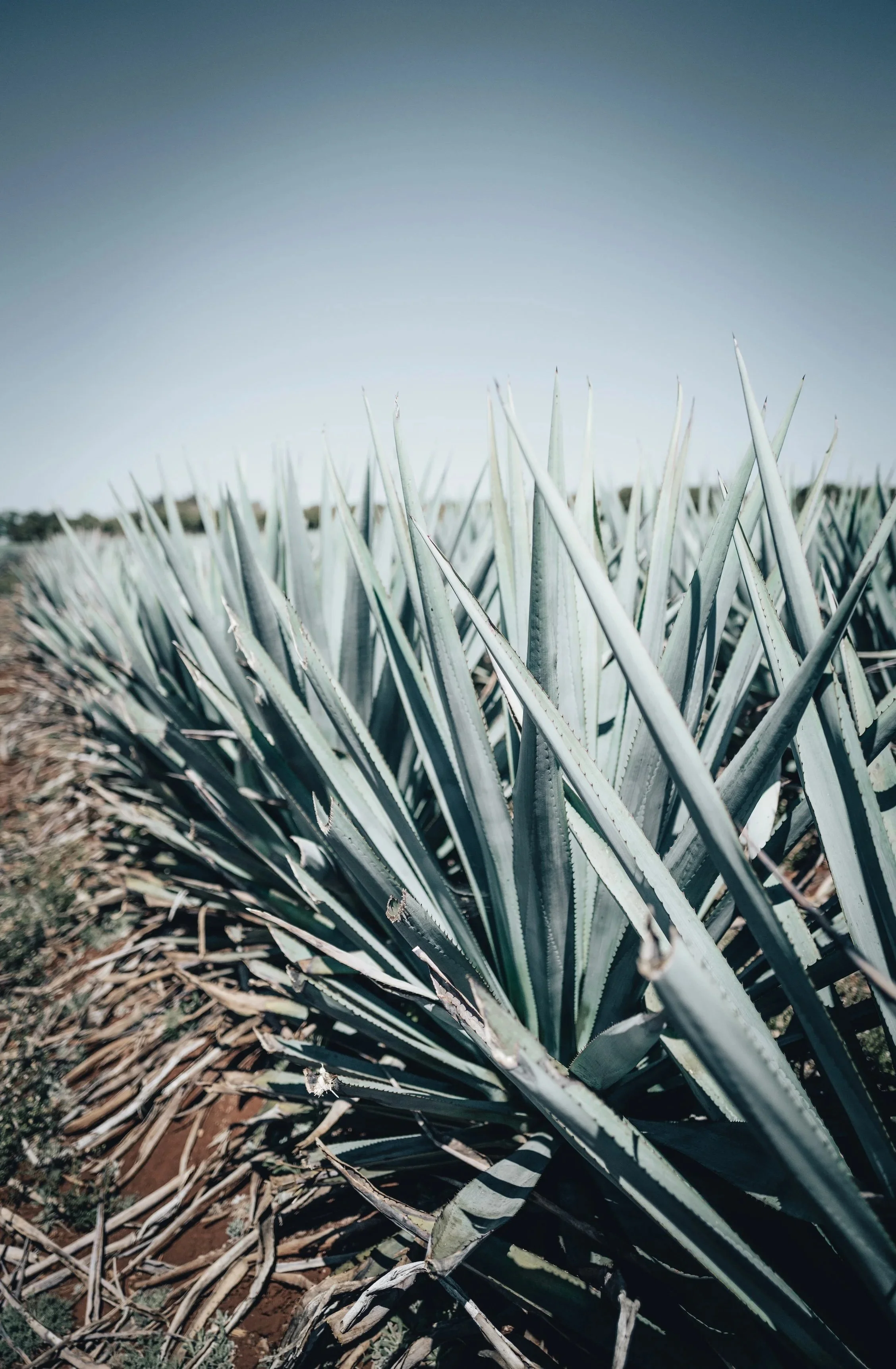 Close-up of an blue weber agave plant in a field, with pointed, thick, bluish-green leaves.