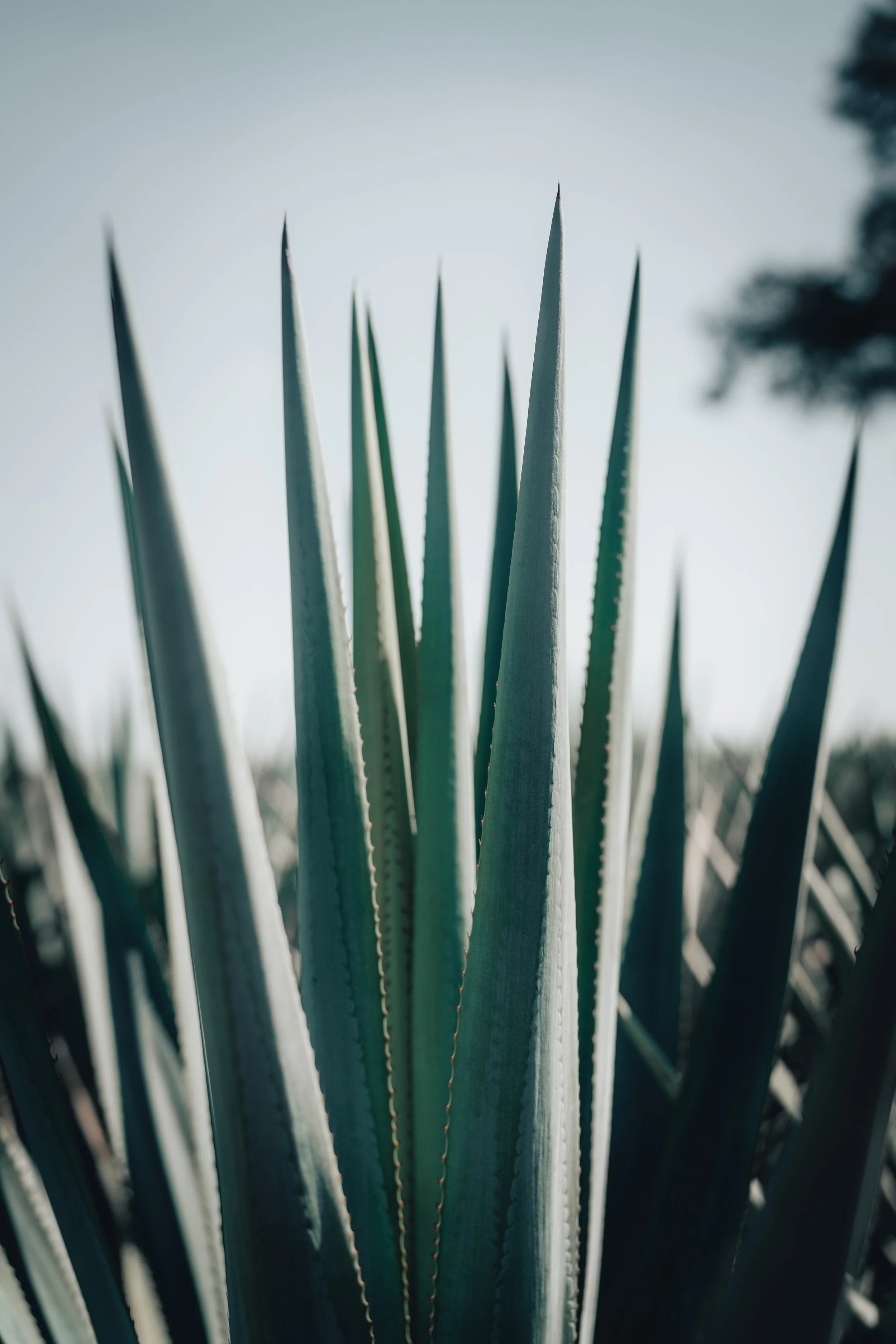 Close-up of spiky green agave plant leaves against a blurred sky background.