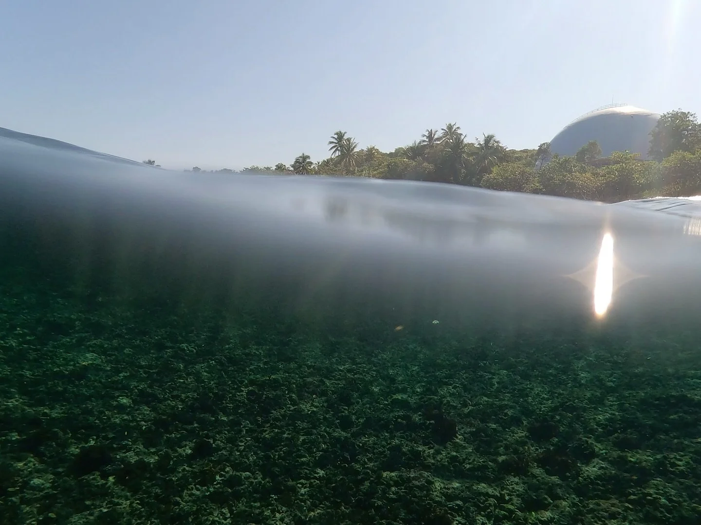 🪼🐳🪻💙🌎☀️#rinconsurfexperience