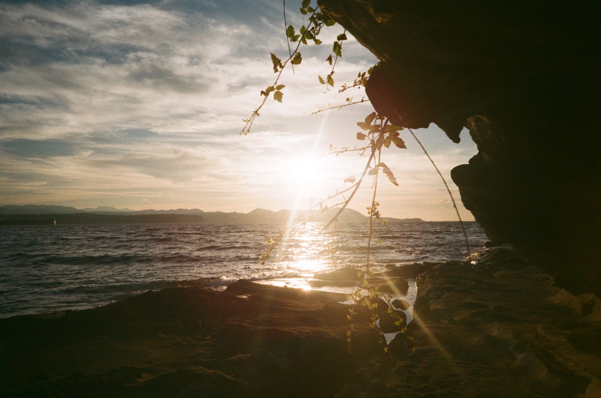 sunset over ocean with rocky shore and plants in foreground