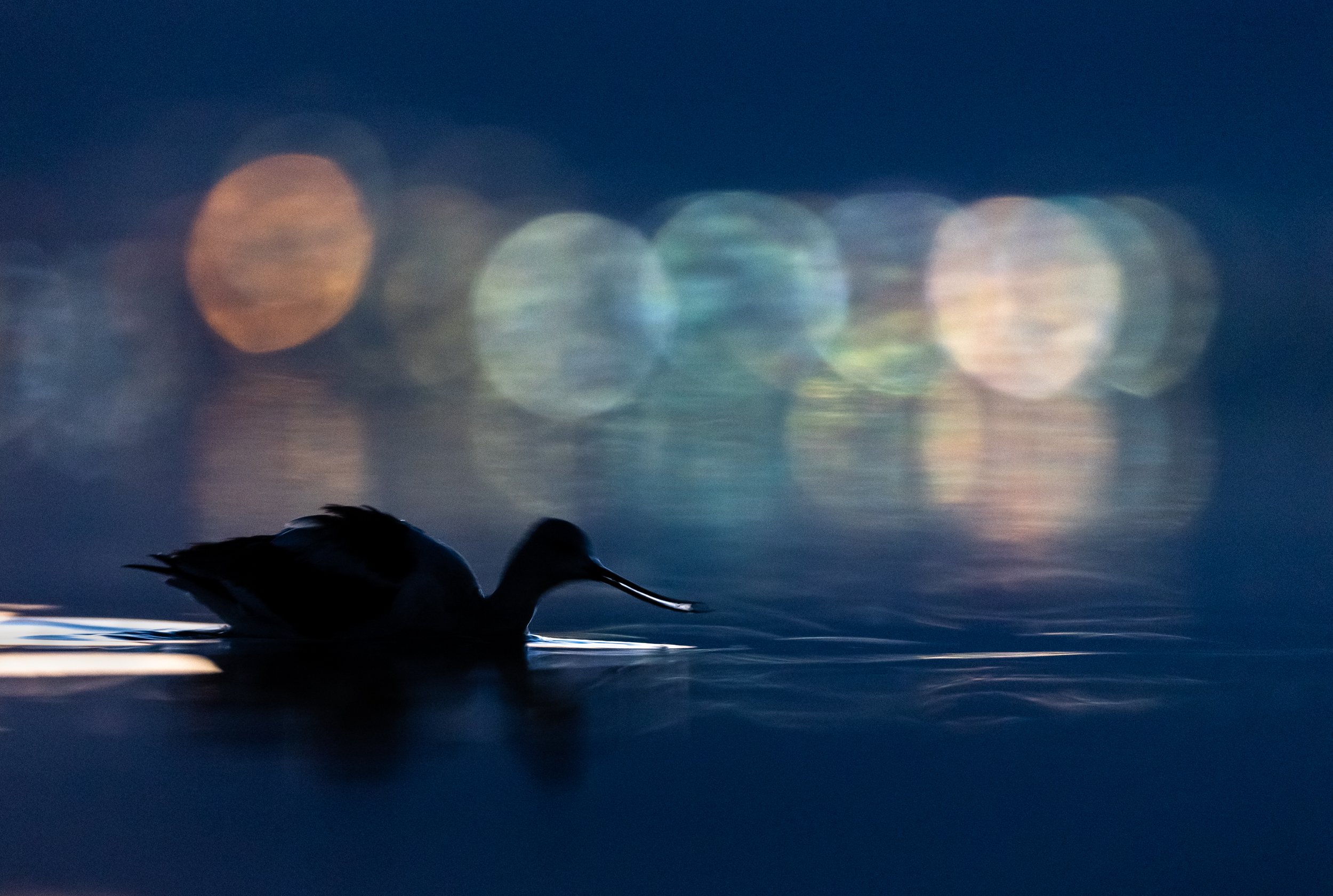 An American Avocet feeds early in the morning at the Great Salt Lake, with the lights of the city creating colorful bokeh in the distance.
