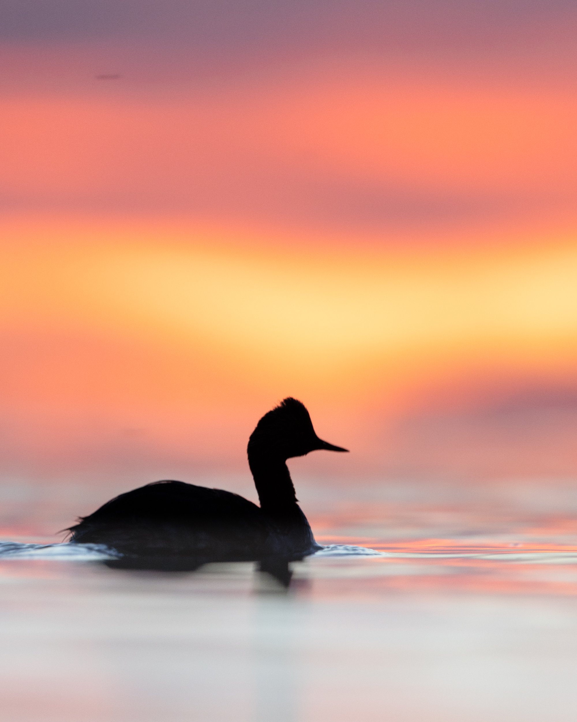 An Eared Grebe at Great Salt Lake at sunset.