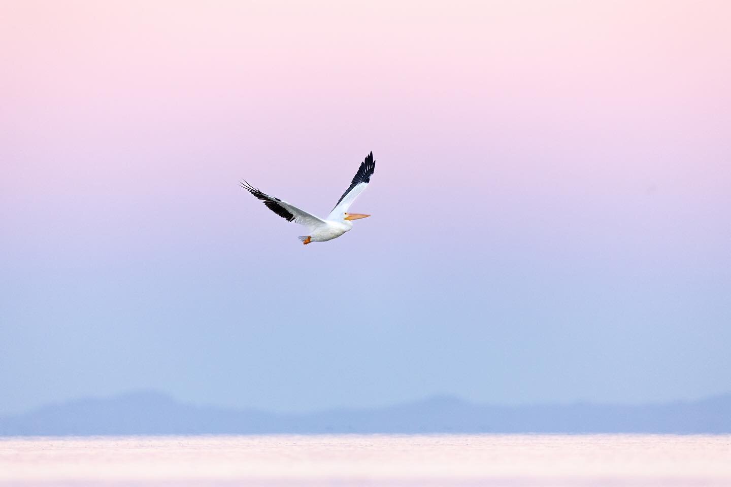 Pelican sunrise at Great Salt Lake. On clear mornings sometimes we get an intense pink, purple and blue ombr&eacute; over the lake before the sun comes up over the Wasatch mountains. But it&rsquo;s more about the quality of light than the color. It&r