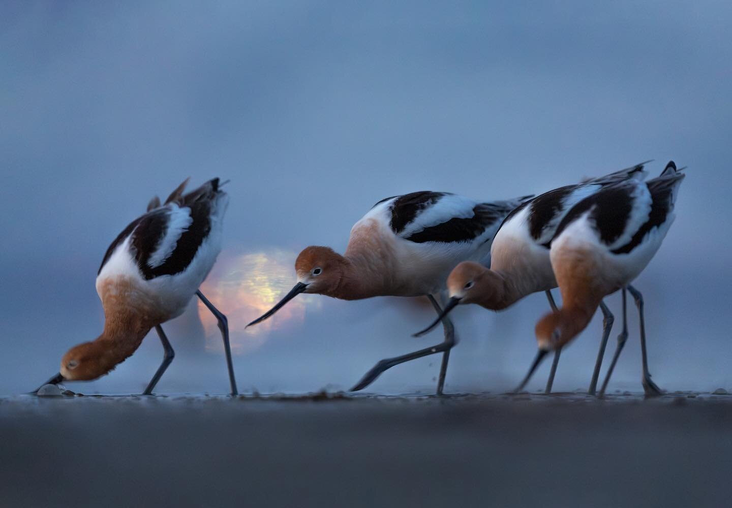 Night scene. I find it tough to capture groups of birds in a way that works visually. But I like this shot of American Avocets feeding together in the dark, because it shows how they like to squeeze in tight sometimes, bustling and bumping right up a