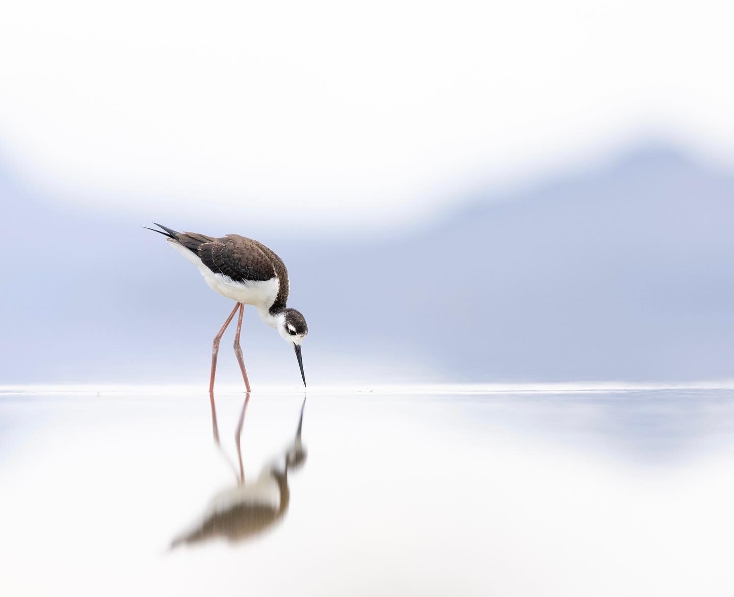 Little bebe long legs. 

#blackneckedstilt #greatsaltlake #shorebirds #birdsofgreatsaltlake
