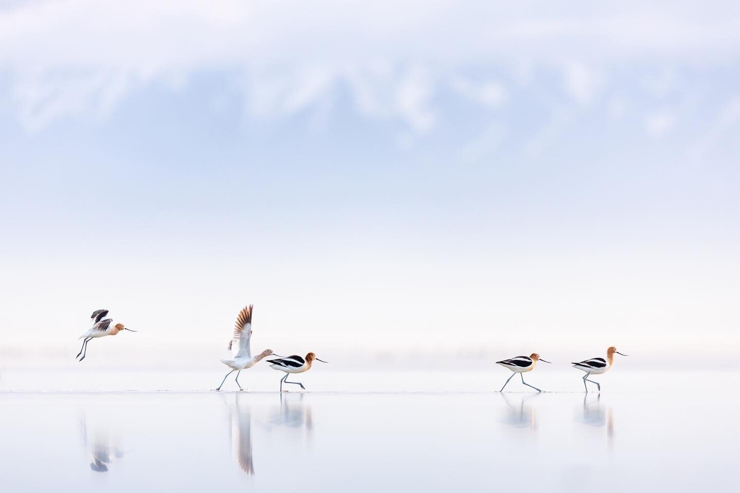 American avocets at Great Salt Lake, from spring.

Winter is coming and that means bye bye shorebirds. Time to shift my mental gears to waterfowl. I&rsquo;m still in denial about that though. Here&rsquo;s one more from an epic spring, may we see this