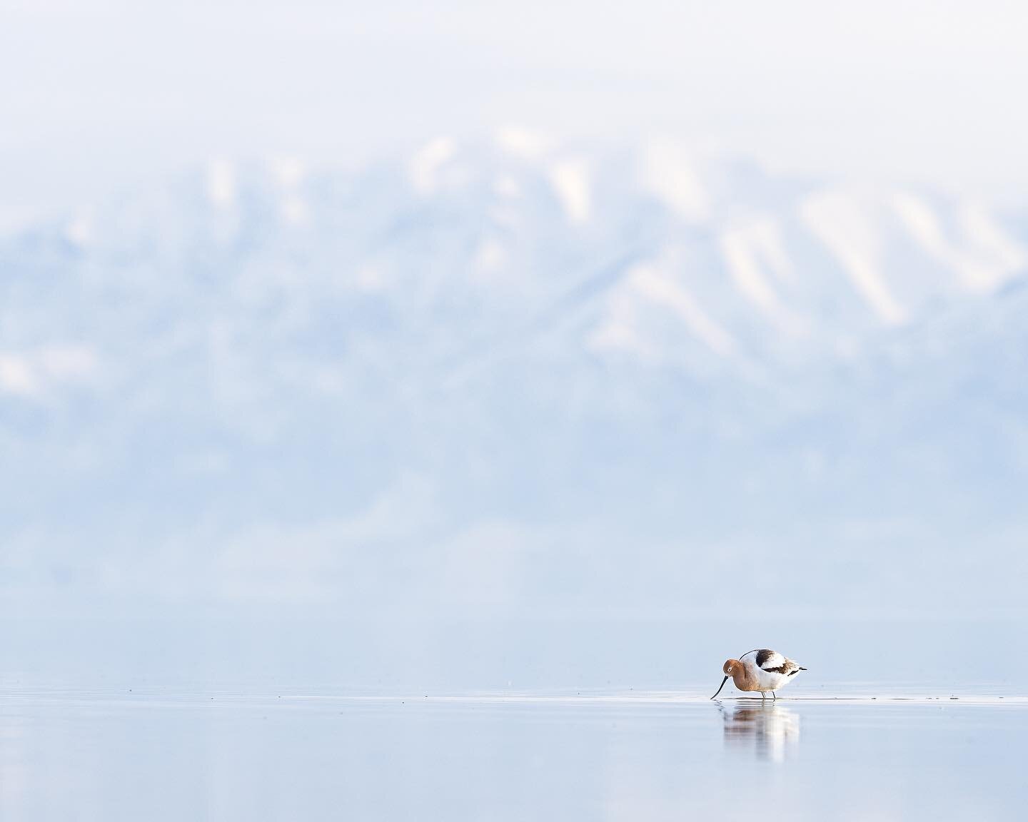 American Avocet, Great Salt Lake. 

#shorebirds #birdphotography #wasatchmountains #birdscapes