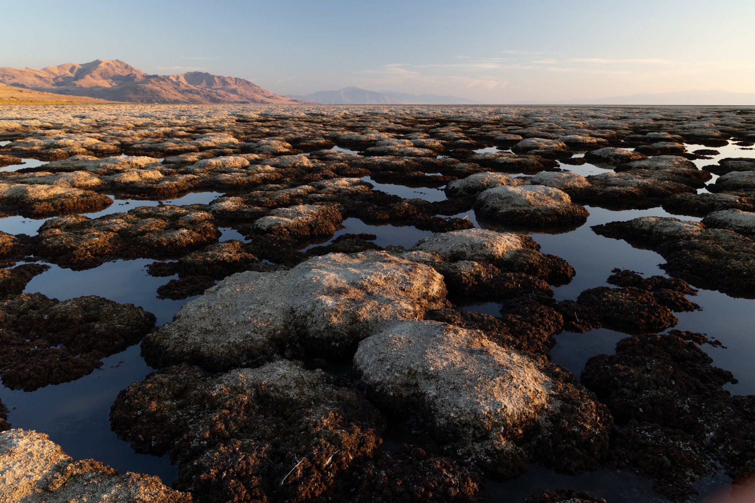  Exposed microbialites at Great Salt Lake. 
