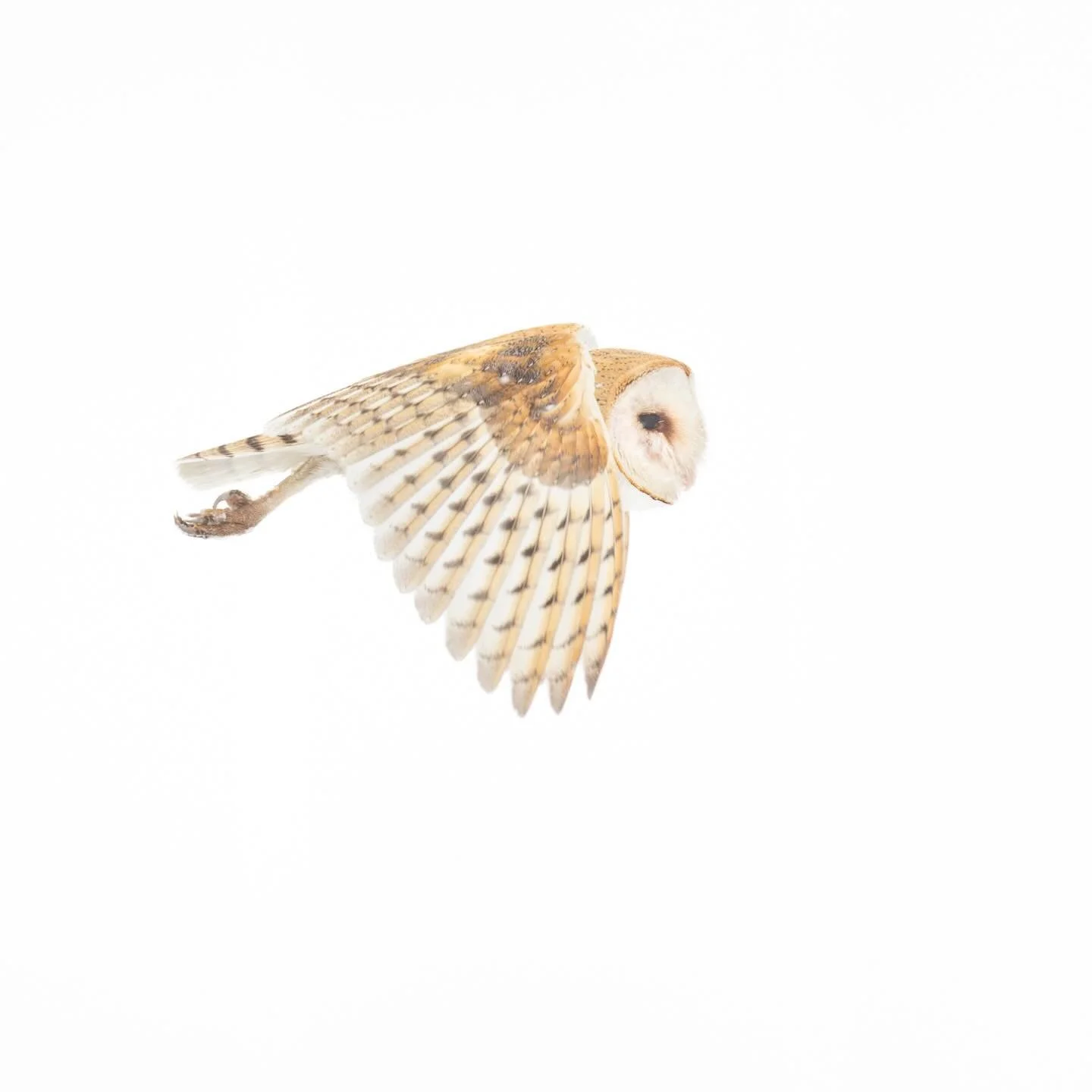 We&rsquo;ve had a very mild winter so far with almost no snow. But the one snowy day I got out with my camera, I lucked out to find a Barn Owl hunting. I got a few nice opportunities before the sun came out and the owl disappeared.