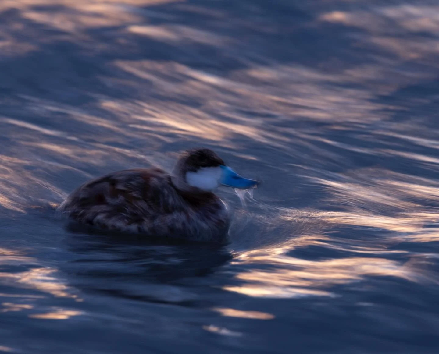 A few winter scenes at Great Salt Lake with Ruddy ducks.