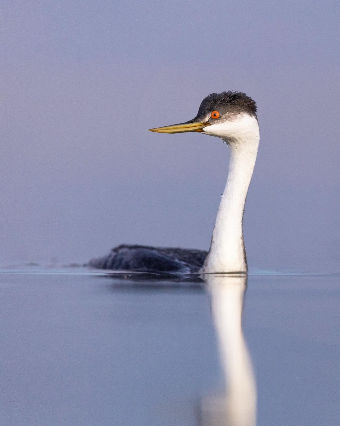 I went out to Great Salt Lake on the solstice hoping to capture the mood of the darkest day of a long year. Alas, it was eery and quiet, warm, and so few birds. So instead, I present a few more favorite photos from Great Salt Lake in 2025. Eared Greb