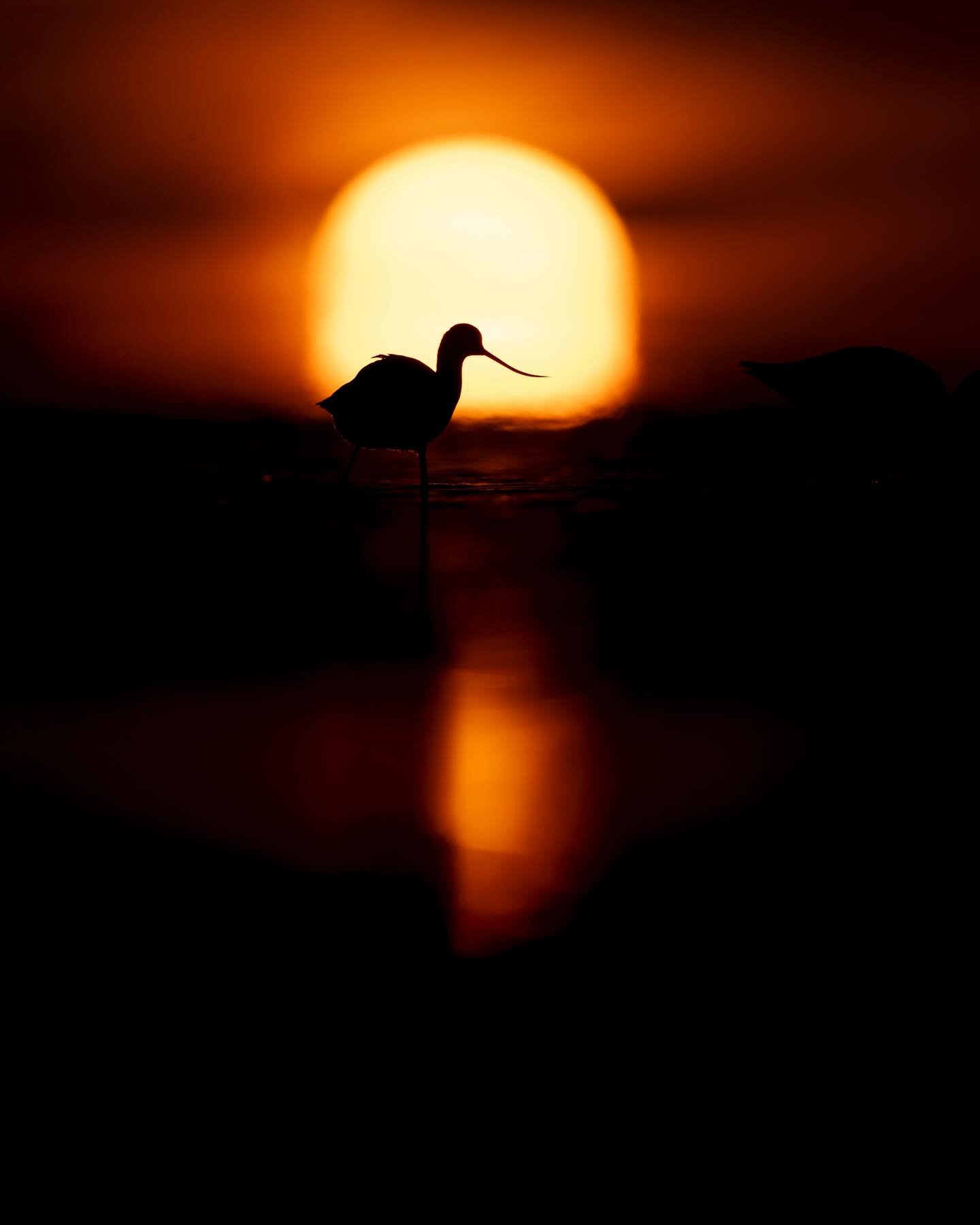Digging through the archives, finding some good stuff I never posted and remembering how lucky I&rsquo;ve been.  American avocet at GSL.