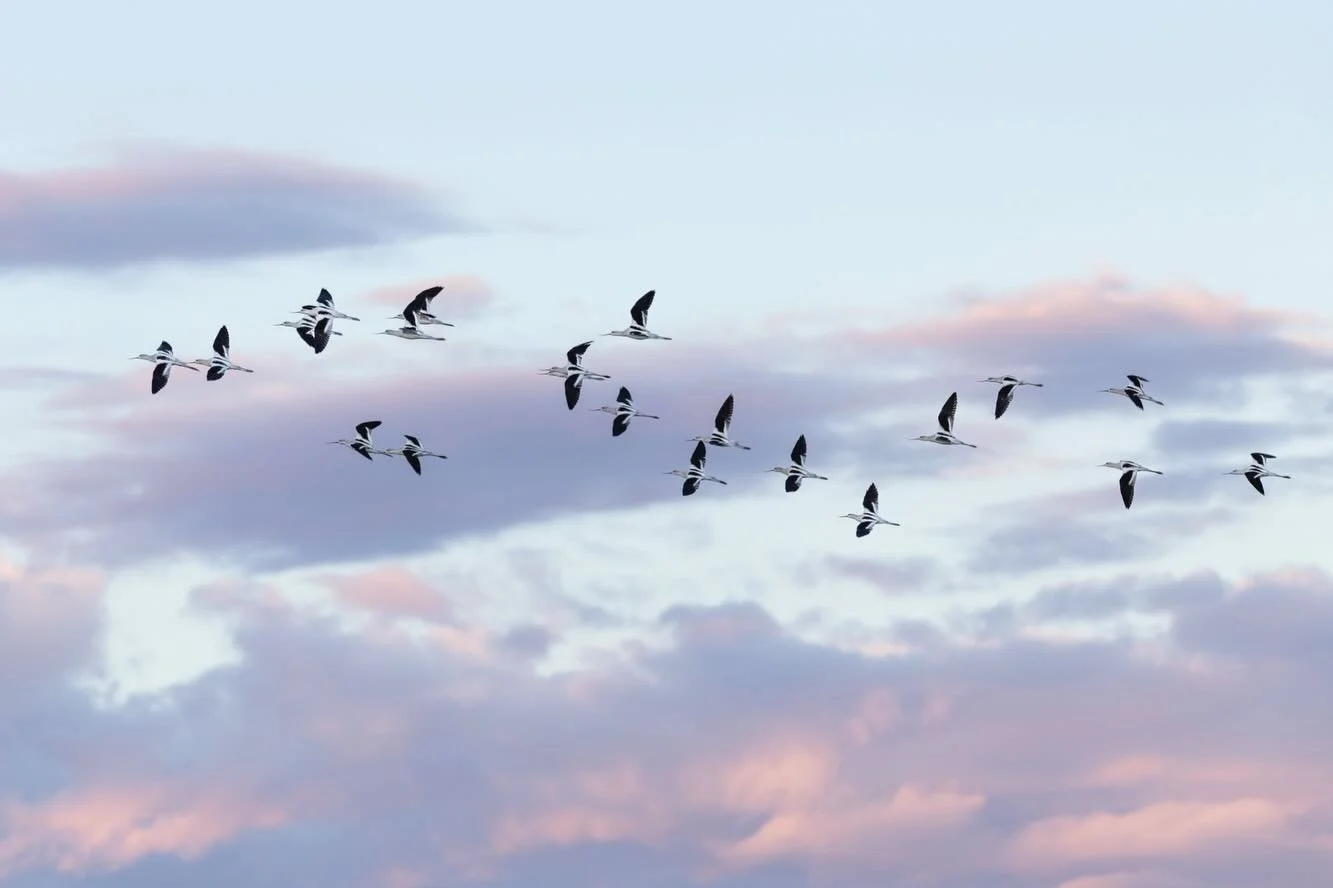 Some shots from Great Salt Lake in 2025 that I never shared. I pushed hard creatively in 2025 - I worked on intentional camera movement, using a greater variety of lenses, finding different perspectives, scouting new locations. The end result was mor