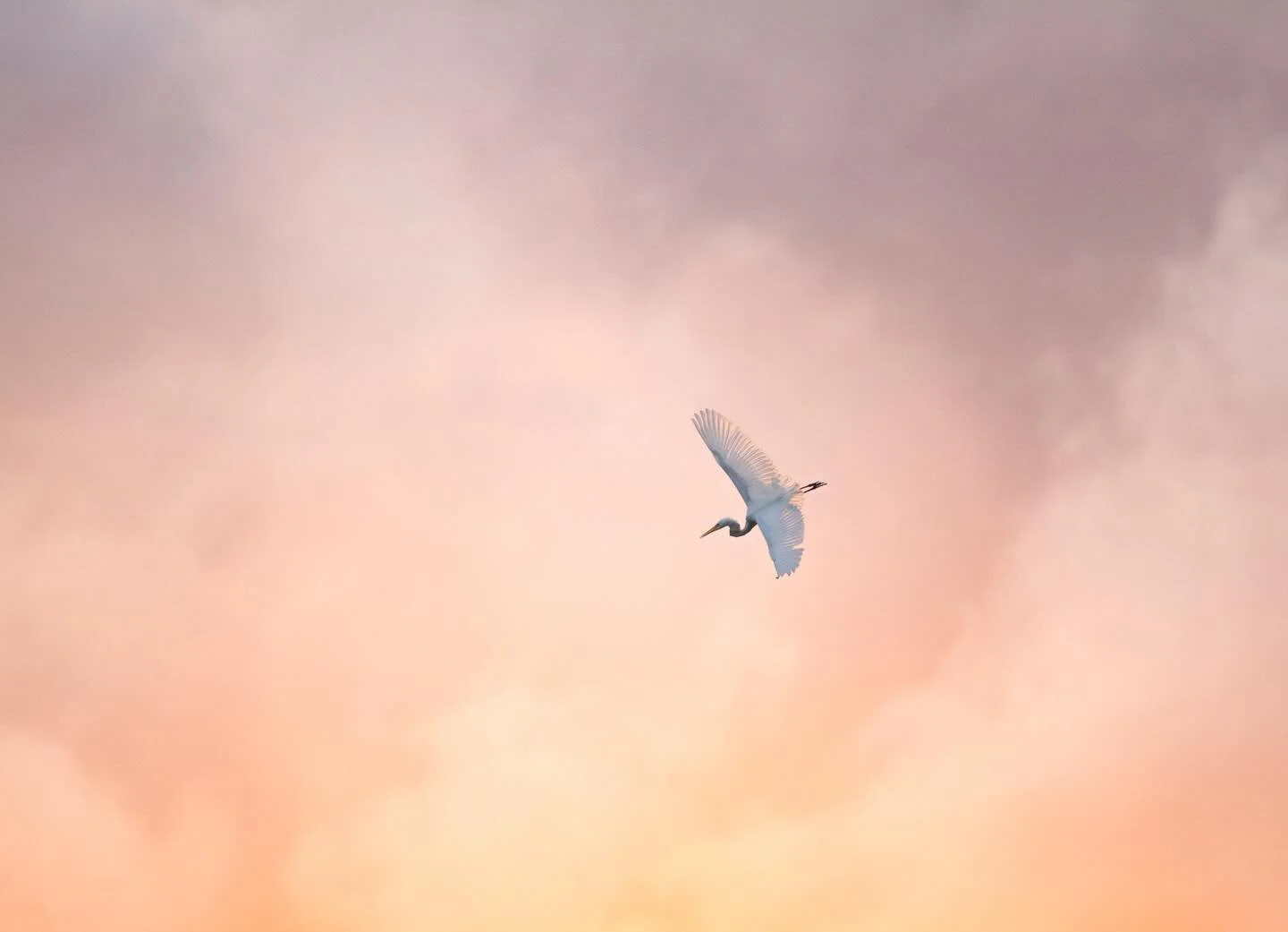 I just got back from a truly memorable week in Florida as an instructor at the Out of Merritt Island Bird Photography Conference hosted by @outofchicago. What a week - I&rsquo;ll still catching up on sleep and decompressing. I met an impressive set o