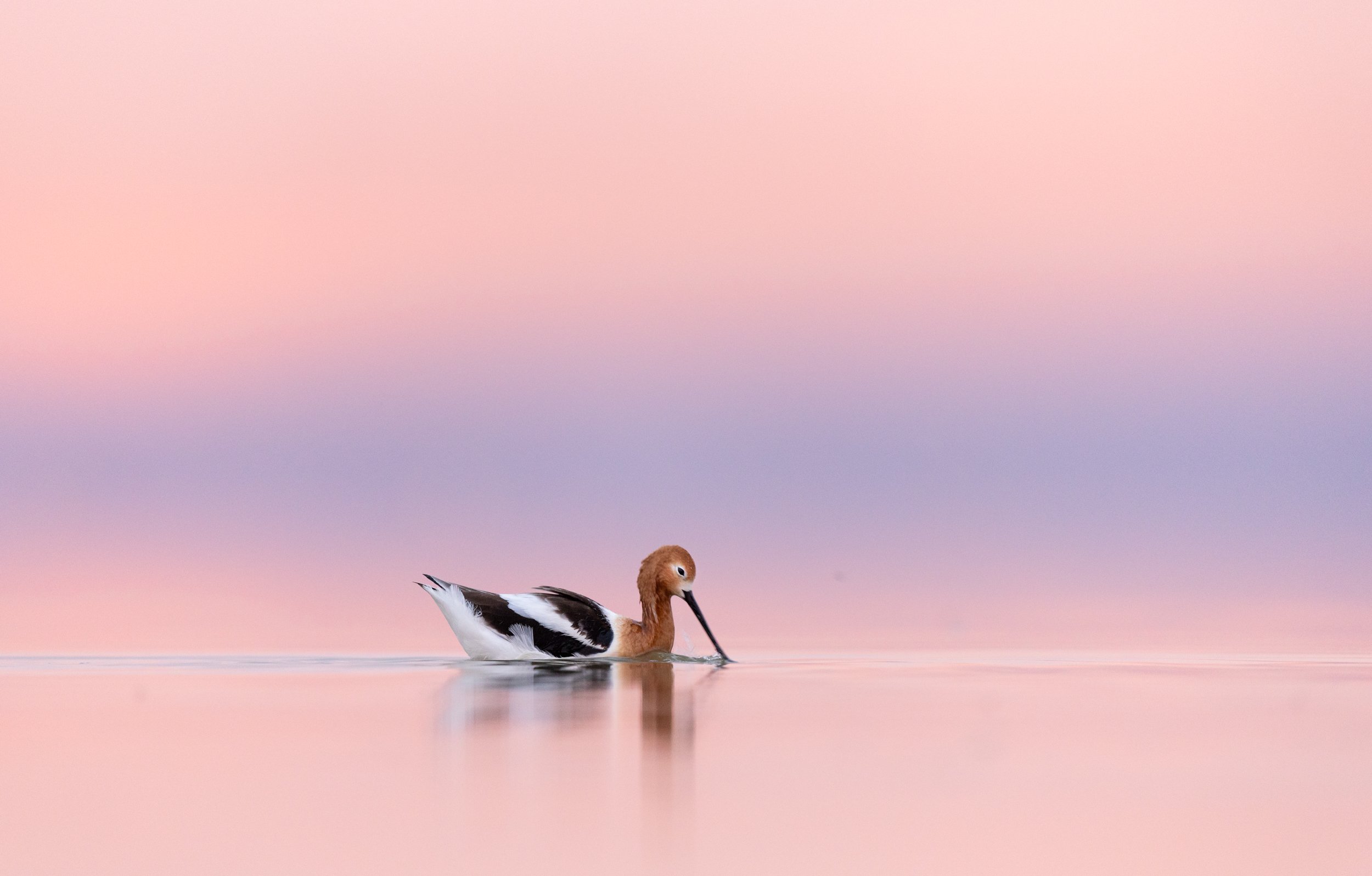 American Avocet feeds at Great Salt Lake at sunset.