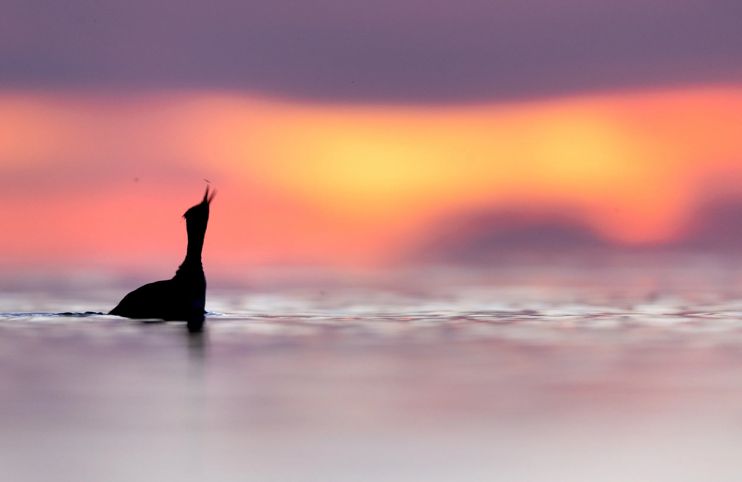 Eared Grebe lunges for a fly at Great Salt Lake.