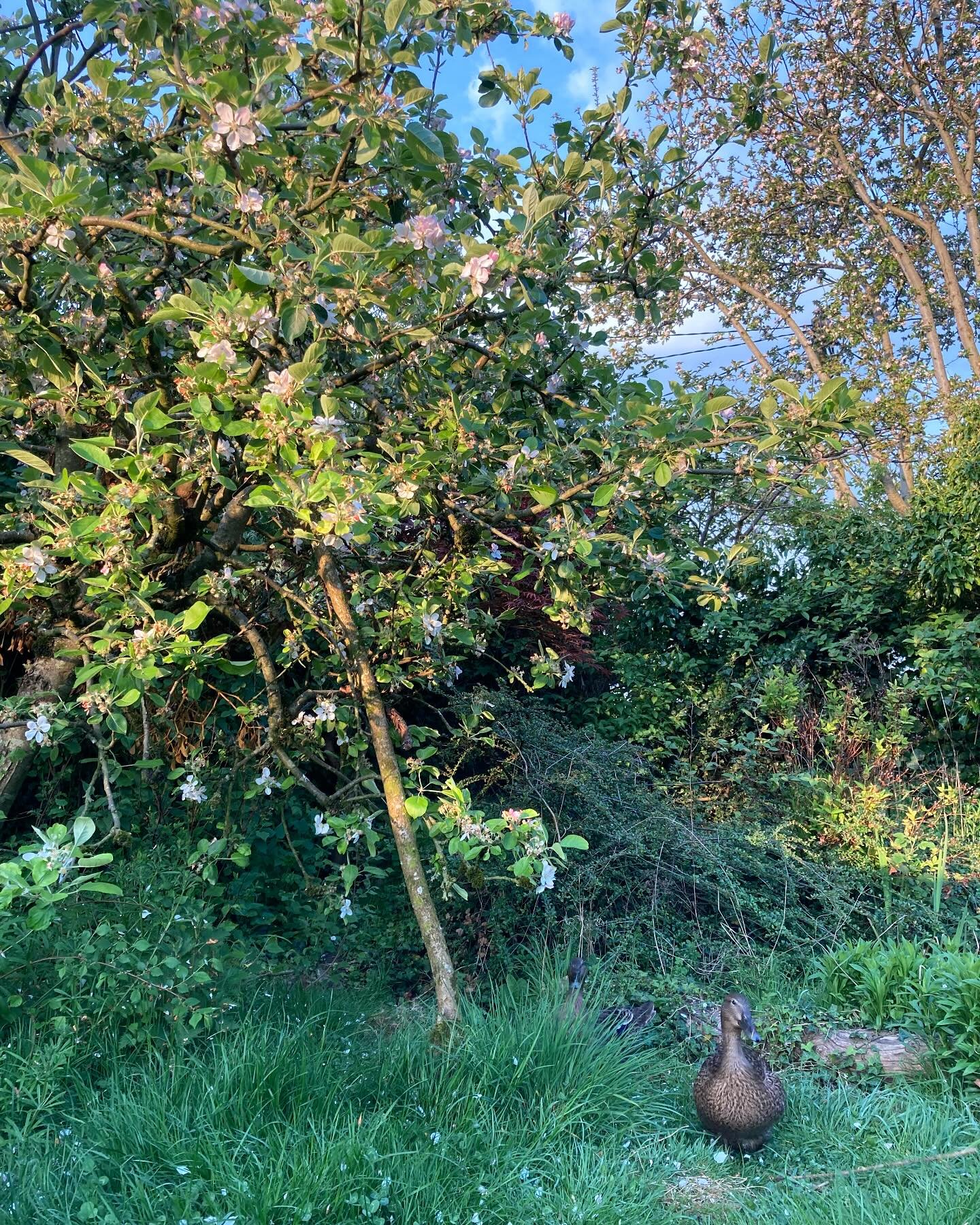My mornings are like this&hellip; 🦆 🦆 🌸 

#happybeltane #somerset #springtime #ducks #appleblossom