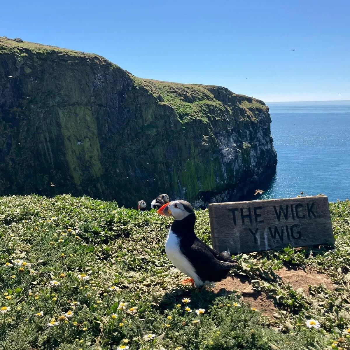 We had a magical time in Pembrokeshire&hellip;

#puffin #skomerisland #pembrokeshire #wales #birdwatching