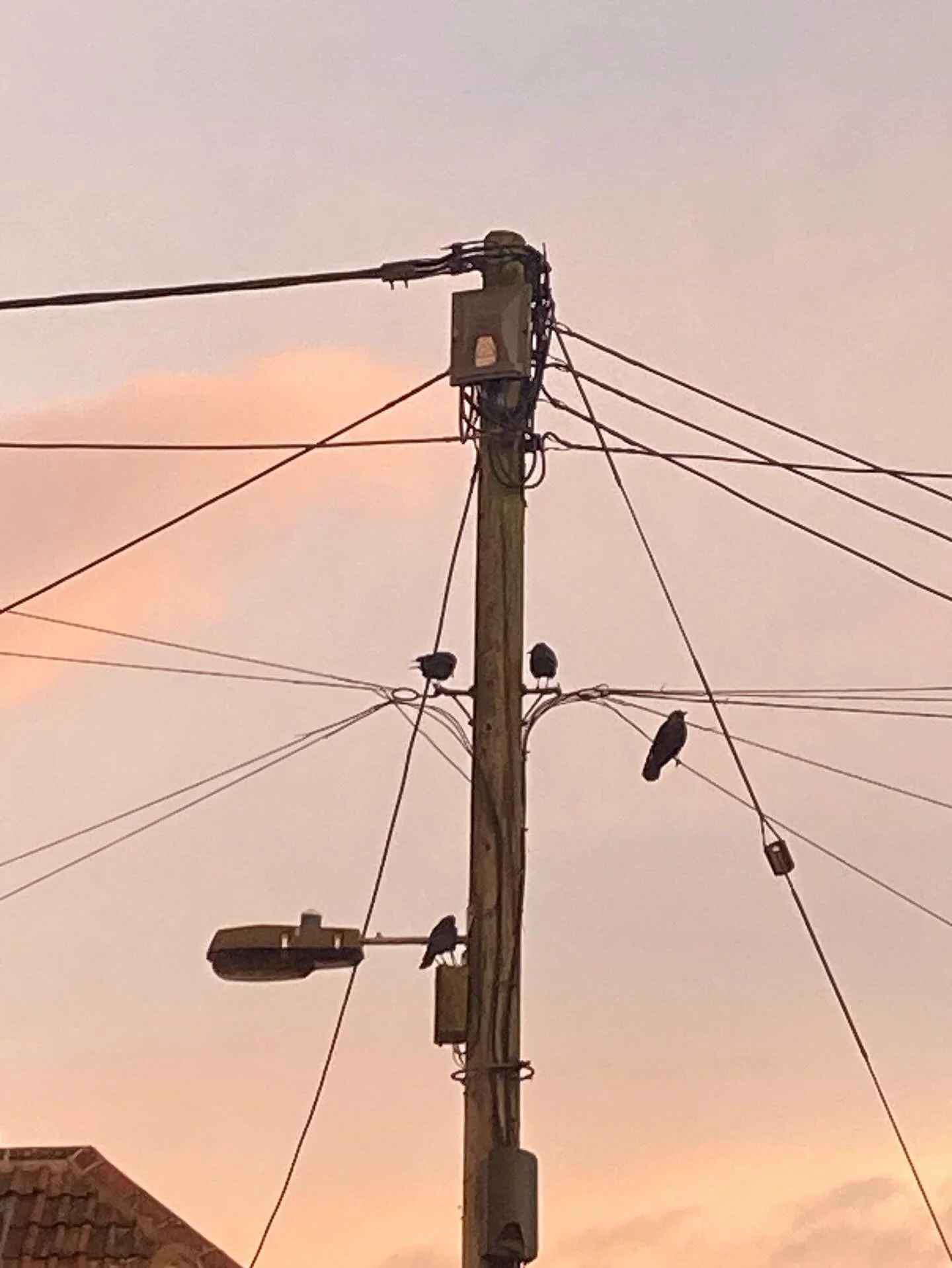 Waiting for breakfast 

#jackdaws #telephonewires #dawn #bruton #somerset #corvids